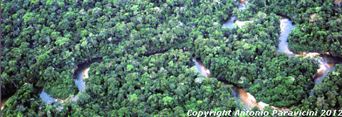 amazonia